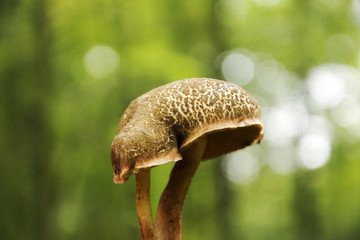 Grzybobranie © KrólestwoNauki