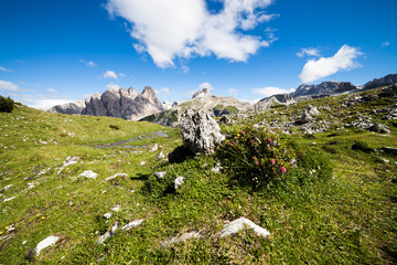 Fototapeta na wymiar Summer alpine meadow mountain panorama