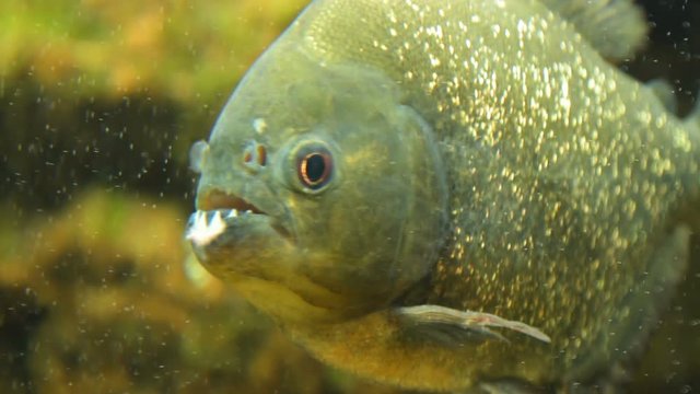 Close-up shot of piranha nattereri in aquarium showing its sharp teeth