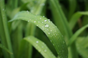 green leaves and water drops