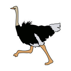 ostrich birds of savannah african fauna wildlife vector illustration