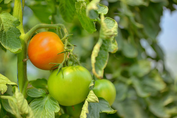 Fototapeta premium Unripe tomatoes in greenhouse