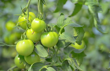 Green unripe tomatoes