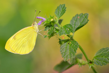 Sulphur Phoebis Agarithe Butterfly