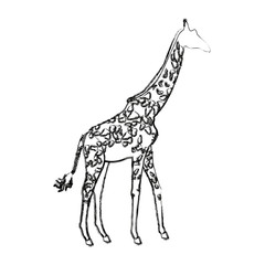 giraffe animal herbivore african wildlife vector illustration