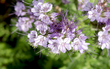 purple flowers of phacelia