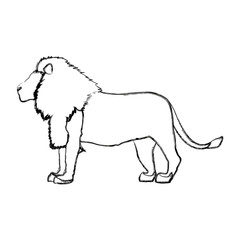 big lion african proud powerful nobility standing and fierce vector illustration