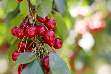 Red sweet cherries on the branch. Blurred background. Cherry orchard