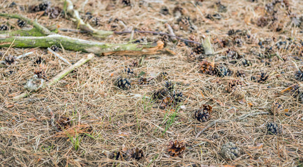 Detailed and lifelike image of a forest bottom with dry pine needles and pine cones