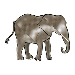 elephant wild animal safari african vector illustration