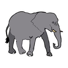 elephant wild animal safari african vector illustration