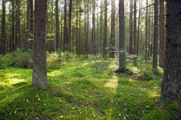 Fir forest in the early summer morning, moss on the ground, young Christmas trees