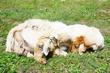 Naklejka premium sleeping sheep in the grassland