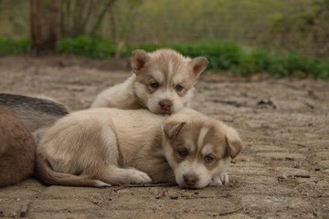 Huskywelpen 3