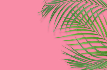 Tropical palm leaves on pink background. Minimal nature. Summer Styled.  Flat lay. High resolution 5500 x 3600 pixels in size