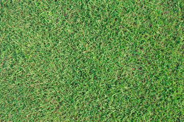 Fototapeta premium Green grass background and texture. Picture for sport concept like soccer football.