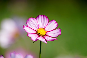 コスモスの花