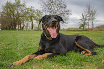 Hund auf Wiese