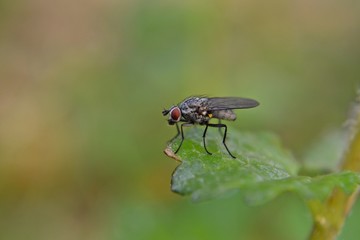 Closeup fly on a green leaf