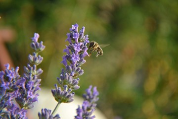 Obraz premium Little bee on a lavender flower