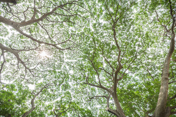 bottom view of fresh green forest with sunlight, nature background