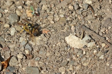 Wespe mit erbeuteter Biene
