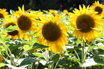 逆光で太陽のように輝く綺麗なひまわり