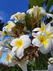 fleur, rue, playa del ingles, gran canaries