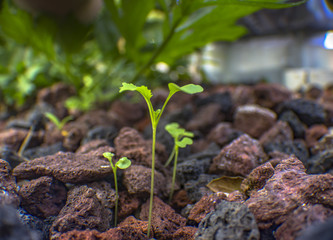 Aquaponics and Hydroponics support heavy vegetation