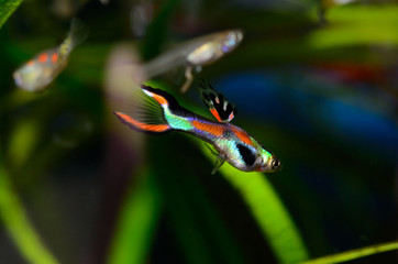 Male black-bar Endler