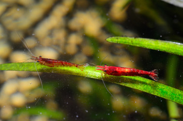 Obraz na płótnie Canvas Big shrimp in aquarium with green plants
