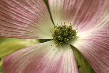 Pink flower closeup radiant