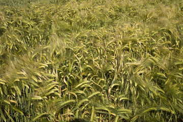 Roggenfeld, Nordrhein-Westfalen, Deutschland, Europa