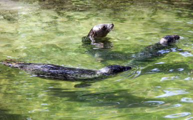 seal playing in water