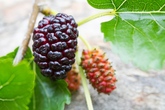 Fresh mulberry, black ripe and red unripe mulberries on the branch on the gray wooden background.