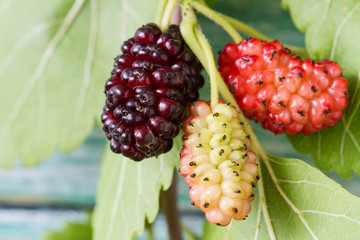 Fresh mulberry, black ripe and yellow, red unripe mulberries on the branch on the blue wooden...