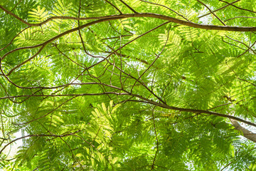 Light green leaves tree branch in sunlight