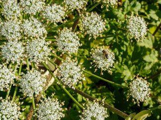 Dangerous plant Parsnip Sosnowski (Heracleum sosnowskyi)