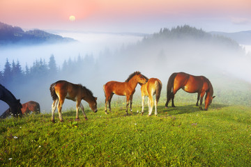 Fototapeta na wymiar horses in the foggy Carpathians