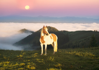 horses in the foggy Carpathians