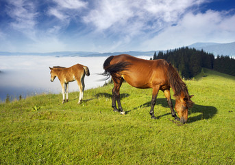 horses in the foggy Carpathians