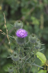 Obraz premium Kratzdistel Blüten und Knospen (Cirsium)