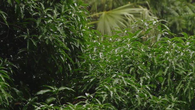 Tropical rain falling; Shenzhen, Guangdong province, People's republic of China