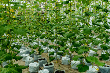 Green plants in glass house