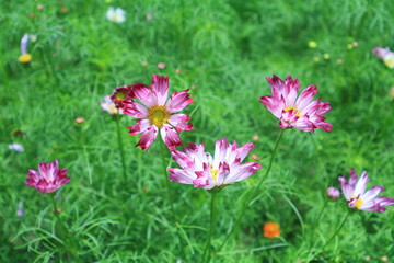 Purple flowers : purple flowers in summer