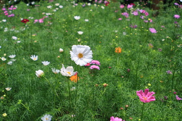 Flower multicolored field : flower field in summer