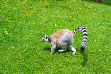 Lemur on nature in a pensive posture in summer