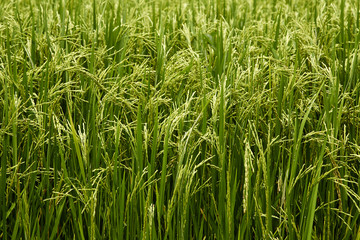 Jasmine Rice field