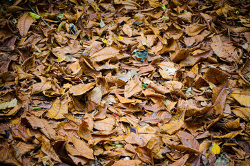 Dead leaves in garden for backgrounds and textures