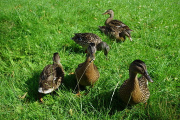 Entenfamilie - Entengeschwister, grüne Wiese, Starnberger See, Bayern